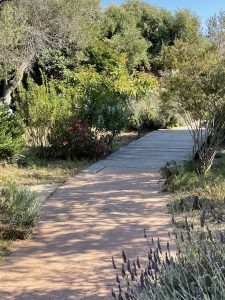 Photo of a path with shrubs on either side.