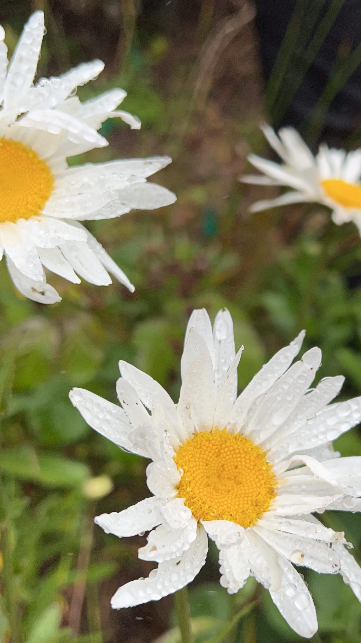 Photo of white and yellow flowers