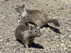 Photo of two ground squirrels