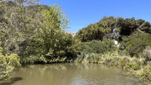 Photo of Yosemite Marsh and plants