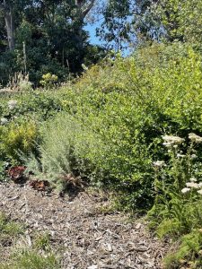 Photo of CA native plants